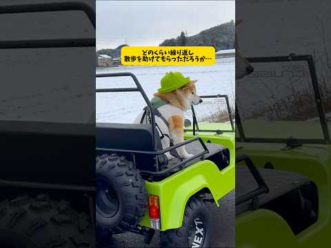 拒否柴の最終形態が上等すぎる 柴犬 シベリアンハスキーおもしろ動画 shorts サムネイル