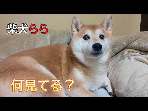 何見てる？ サムネイル