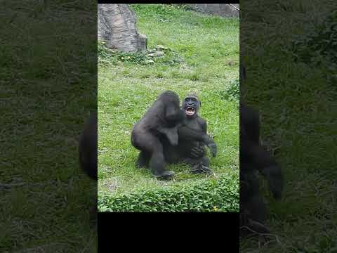 little gorilla brothers Jabali 5y6m old & Ringo 4y11m old.…