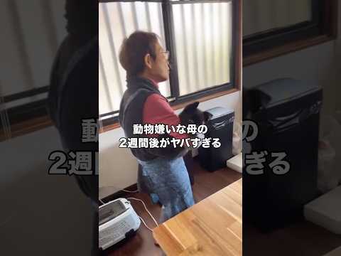 動物が大っ嫌いな80歳の母の保護犬を迎えてから2週間後の変わり様をご覧下さい。 ミックス犬 おばあちゃん 保護犬 sh… サムネイル