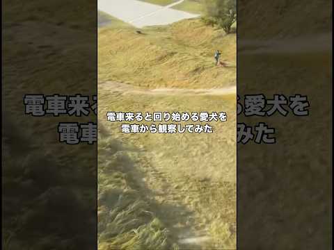 電車が通るとクルクル回る愛犬を電車から見てみたらやっぱりクルクル回ってた ゴールデンレトリバー 大型犬 電車 shor… サムネイル