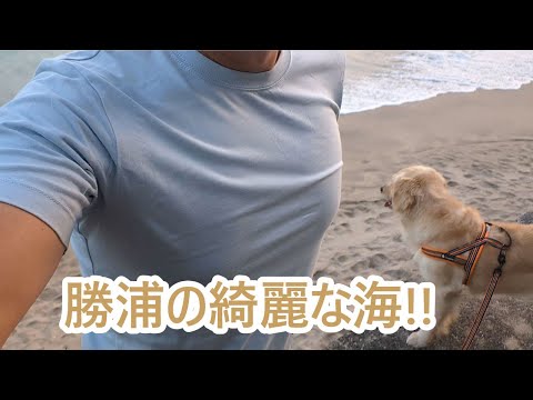 勝浦の綺麗な海と海暮らし。ゴールデンレトリバーティト サムネイル
