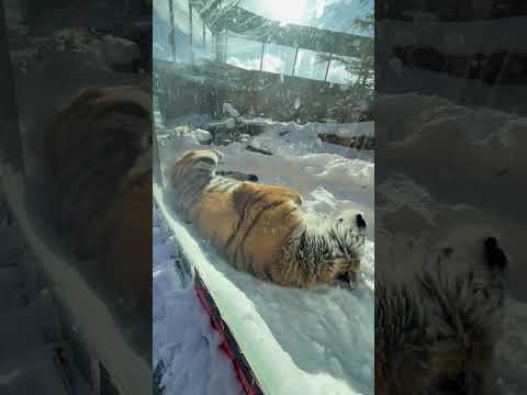 shorts ごろ〜〜ン令くん　アムールトラ　那須どうぶつ王国にて　2026年1月12日 サムネイル