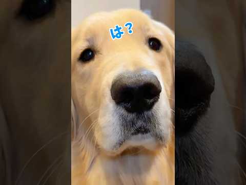 全然納得してないーぬ 大型犬 ゴールデンレトリバー サムネイル