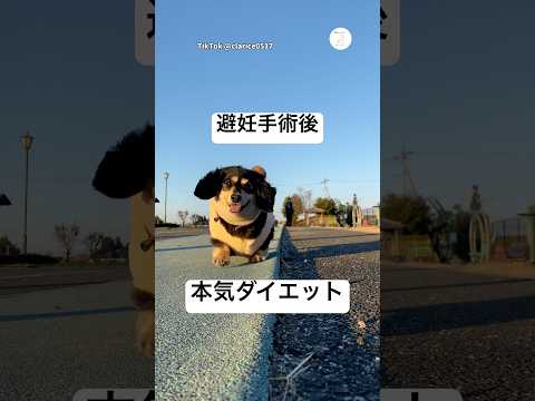 避妊手術後の本気ダイエット　ダックスフンド　犬　かわいい犬 ダイエット　犬のいる暮らし サムネイル
