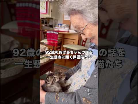 仕事に行く間だけ一緒に実家に住むおばあちゃんに保護猫たちを預けたら園児みたいにお話聞いてた笑 保護猫 おばあちゃん 子… サムネイル