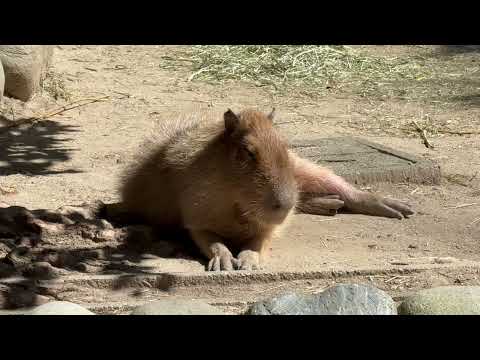 カピバラさん　東山動植物園にて　2026年3月14日 サムネイル
