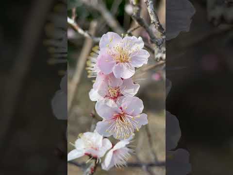 shorts 梅の花が咲いてました☺️ のんほいパークにて　2026年1月23日 サムネイル