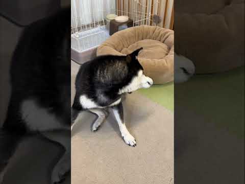 歌いながら文句たれる犬 サムネイル