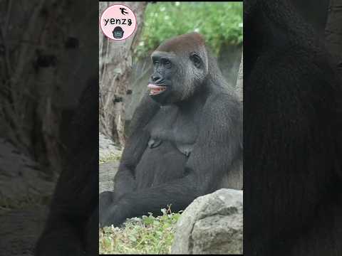 Tayari 翻唇姐姐投高麗菜給她😆 gorilla gorillatag taipeizoo 金剛猩猩 台北市立動物… サムネイル