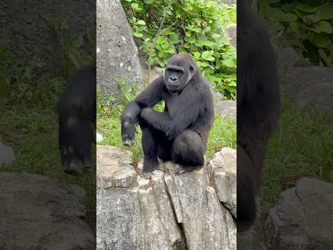 shorts あ！モモカちゃん☺️  ニシゴリラ　千葉市動物公園にて　2026年4月18日