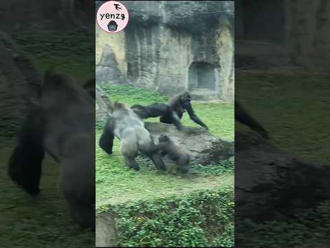 funny gorilla troop🤣🤣🤣 gorillatag taipeizoo 台北市立動物園 funnyan…