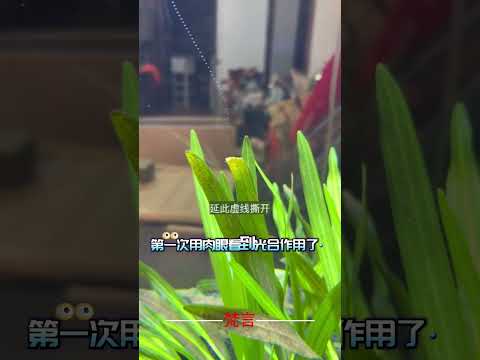 第一次用肉眼看到光合作用了 #植物 #神奇 #有趣 #amazing #plants #funny #shorts サムネイル