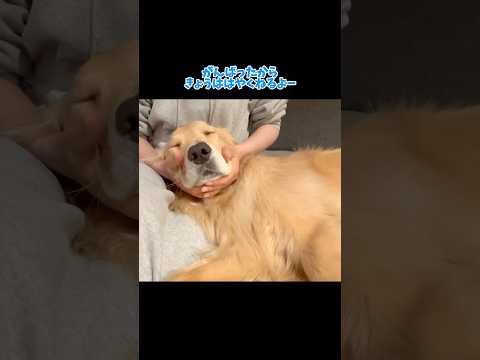 🐶コロッケと離れて過ごす１日 大型犬 ゴールデンレトリバー サムネイル