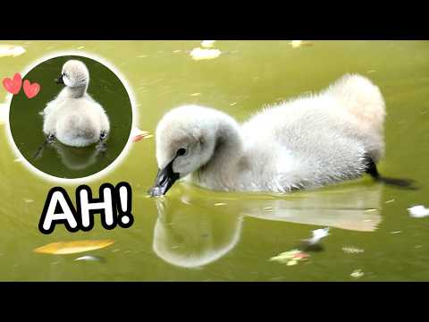 Baby Black Swan北動第一隻黑天鵝寶寶滿一周歲了,叫了一聲啊,搖屁屁,轉圈,邊游邊噴XD,上岸,下水,可愛… サムネイル