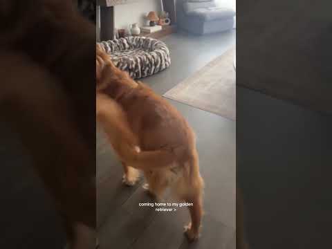 coming home to my golden retriever🥵 goldenretreiver dog ind… サムネイル