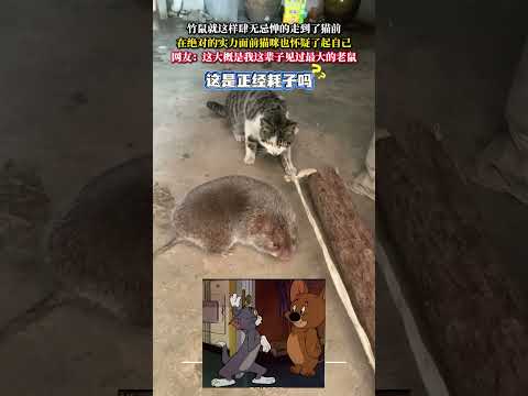 竹鼠就這樣肆無忌憚的走到了貓前 在絕對的實力面前貓咪也懷疑了起自己 意外 萬萬沒想到 神奇 動物 貓 老鼠 amazi…