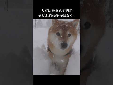柴犬は大雪が降るとこうなる shibainu 犬のいる暮らし 青森 サムネイル