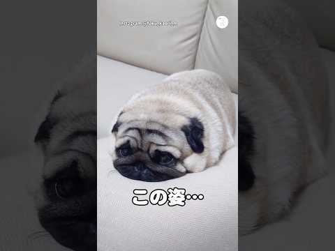 この姿、アザラシの赤ちゃんみたいな犬　パグ　犬　かわいい　犬のいる暮らし　かわいい犬 サムネイル