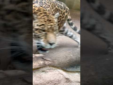 shorts ソルくん　ジャガー　那須どうぶつ王国にて　2026年3月29日 サムネイル