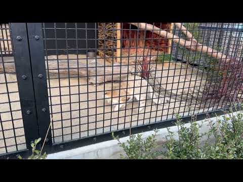 ジウちゃん　ホリホリ❣️ スナネコ　ごかつら池どうぶつパーク　2026年1月24日 サムネイル