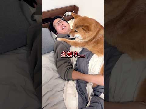 金縛りの正体... 柴犬 shorts サムネイル