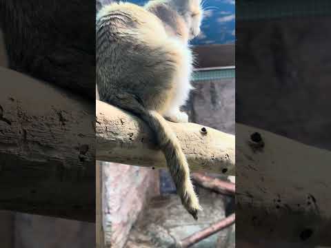 shorts スナネコのしっぽ　那須どうぶつ王国　IMG 8015 サムネイル