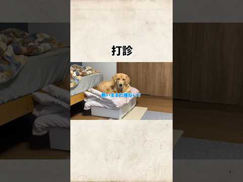 打診してくるモンちゃんgoldenretriever ゴールデンレトリバー サムネイル