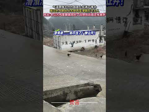 氣溫驟降農村的路面上結滿了薄冰 路過的雞鵝紛紛東倒西歪滑倒樂壞主人 意外 有趣 搞笑 amazing funny la… サムネイル