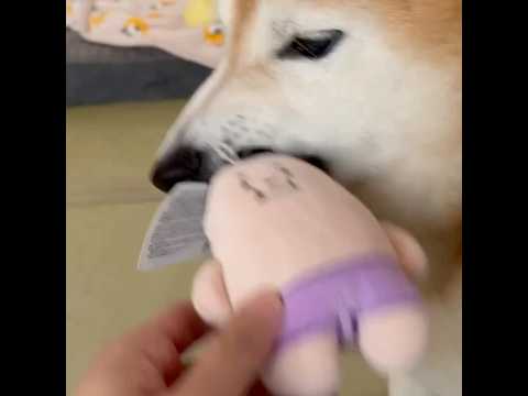 柴犬福 姉に無茶苦茶な理由で人形貰う柴犬🤣Sis and Shiba🤣姉と柴 shorts 柴犬 japanesedo… サムネイル