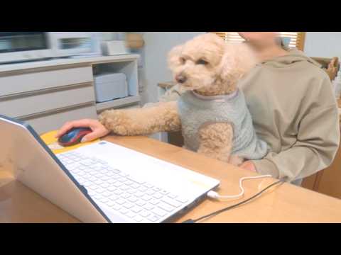 ママのお手伝いがしたい大きいトイプードルが愛おしすぎる【デカプー】【トイプードルのロアくん】【toy poodle】 サムネイル