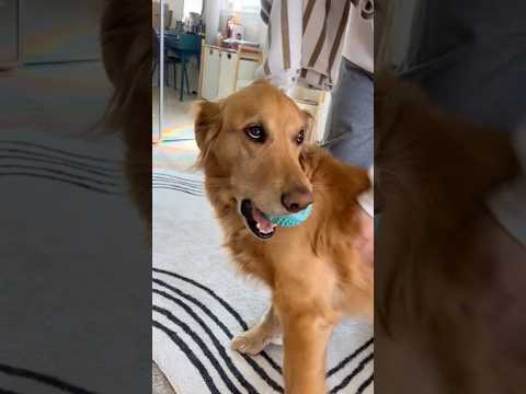 coming home to my golden retriever❤️india retreiver dog pup… サムネイル