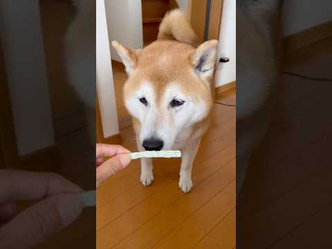 柴犬福 気に入らないガムは拒否る柴犬🤣Bad boy🤣shorts japanesedog 柴犬 shibainu d… サムネイル