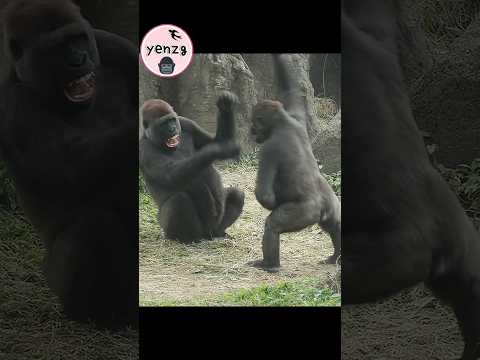 Funny gorilla playing with his mom🤣 funnyanimals 金剛猩猩 taipe… サムネイル