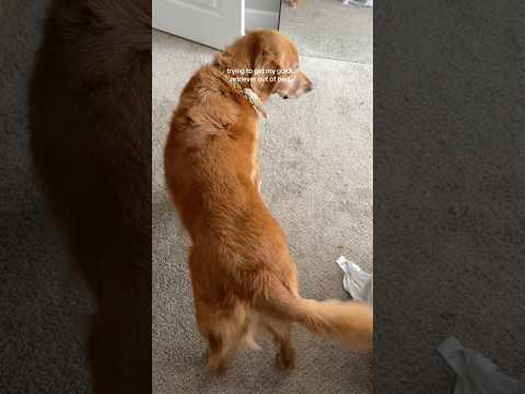 coming home to my golden retriever🥵 goldenretreiver dog ind…