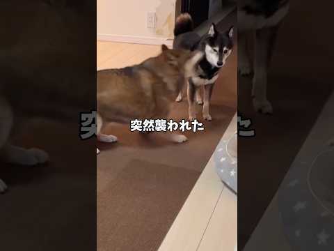クマ？対策に🐕黒柴がとった行動… サムネイル