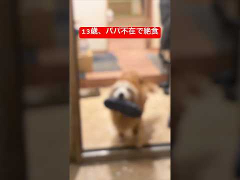 13歳。パパ不在で絶食した犬。再会の瞬間に号泣…shorts goldenretriever 犬ゴールデンレトリバー…