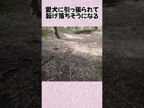 愛犬に引っ張られて 転げ落ちそうになる サムネイル