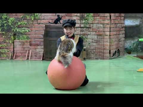 新人(猫)チャチャくんの公開レッスンとナツメくんの居残り練習🤭　ザ・キャッツ終了後　2026年4月24日 サムネイル