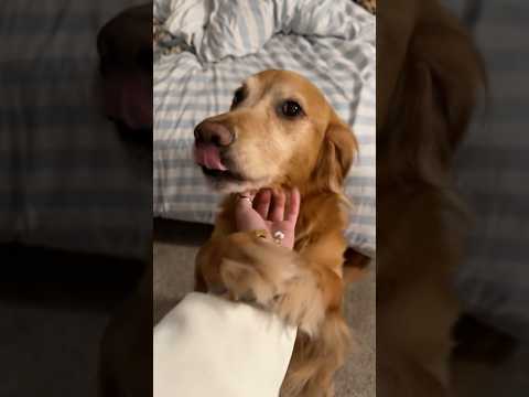 coming home to my golden retriever🥵goldenretreivers dog pup… サムネイル