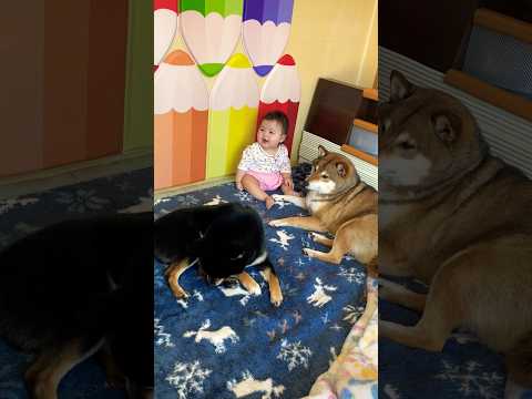 隅っこにいる赤ちゃんに気づいて一緒にテレビを観てあげる柴犬 サムネイル