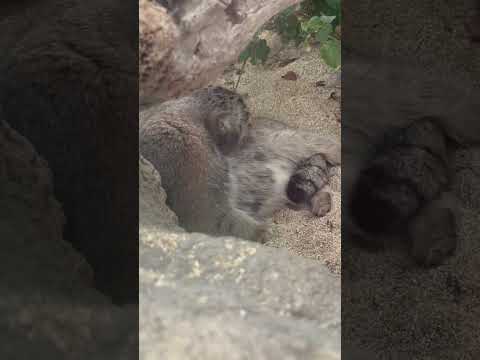 shorts ナルくんは毛づくろい中〜　マヌルネコ　神戸どうぶつ王国にて　2025年12月26日 サムネイル