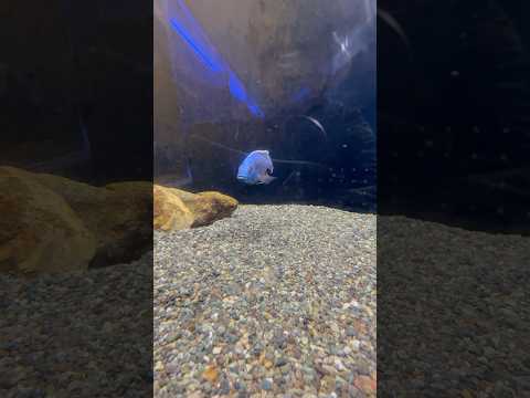 shorts アーリー　青い世界展　山梨県立富士湧水の里水族館にて　2026年2月21日 サムネイル