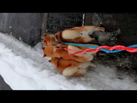 2026年3月22日(日) グレーチング(格子状の鉄の蓋)苦手なのは、世界共通認識らしい サムネイル