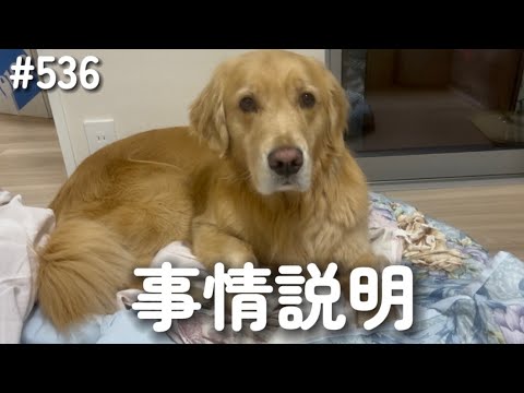 モンちゃんに事情説明する飼い主【ゴールデンレトリバー】 サムネイル