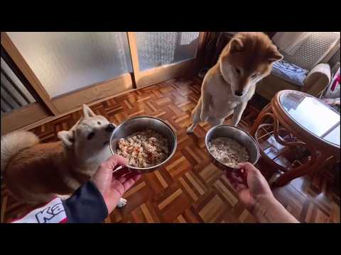 逃げまくる晩ごはんを追い回してテンションがあがりまくる柴犬たち
