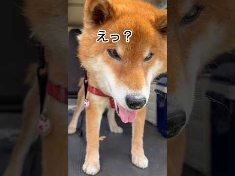 ’26.5.9 力丸の…知らんぷり？ 柴犬 shibainu 柴犬のいる暮らし 柴犬の日常 お散歩 カメラ目線 力丸