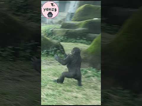 Gorilla Ringo backwards beating chest gorillatag taipeizoo… サムネイル