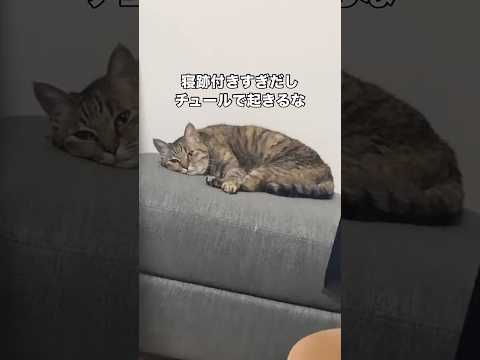 寝跡がひどすぎるしチュールには反応する食い意地張りすぎてる ちゅーる キジトラ ねこ shorts サムネイル