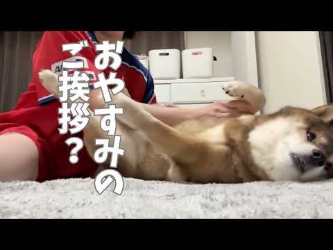 柴犬12歳のナイトルーティン？ サムネイル